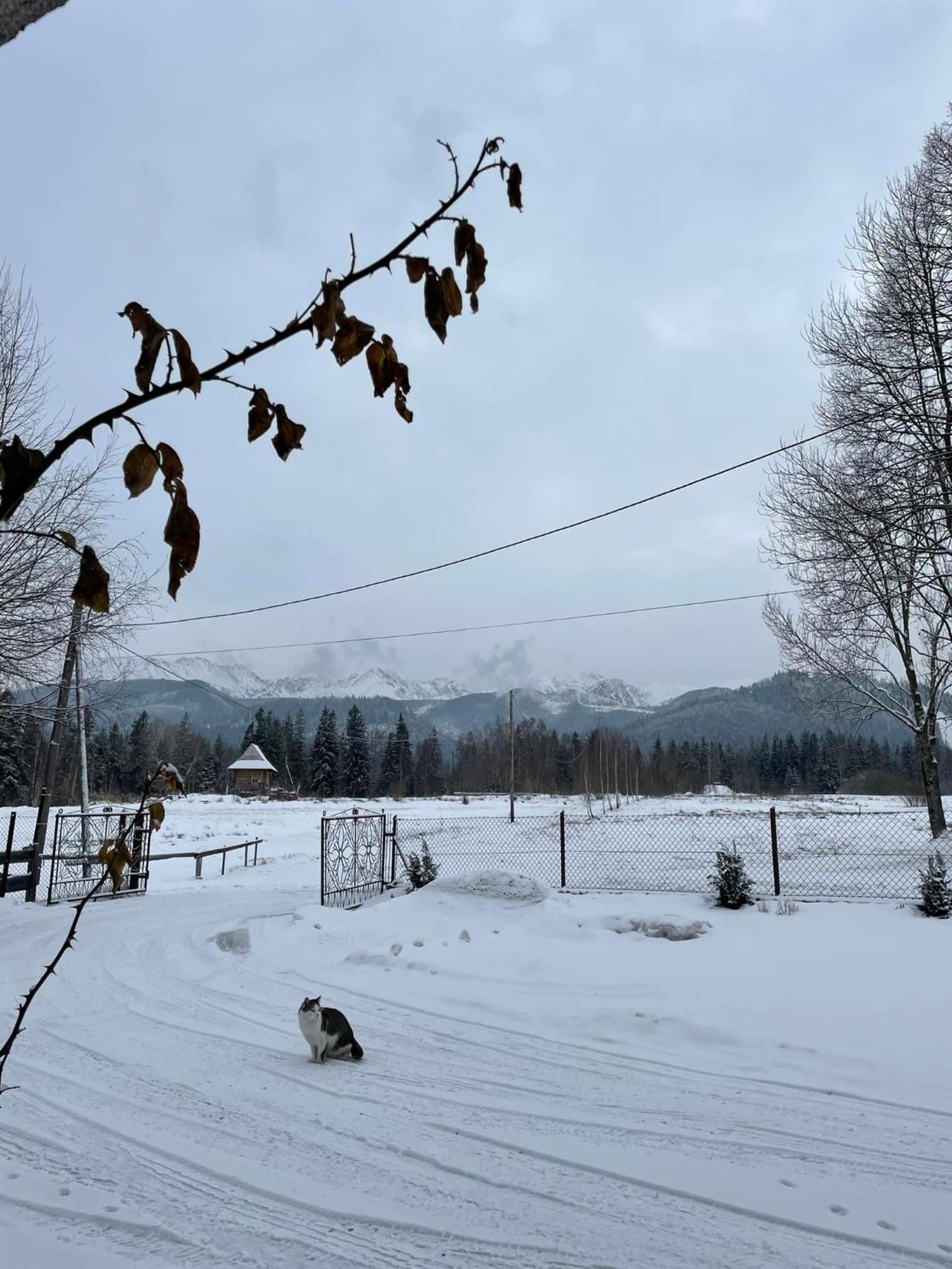 Pensjonat U Doroty, Zakopane - Twoje Miejsce W Gorach Extérieur photo